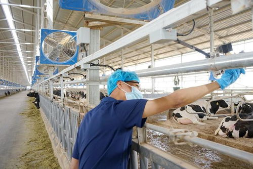 宁夏伊利300亿包产品下线 助推宁夏奶业高质量发展